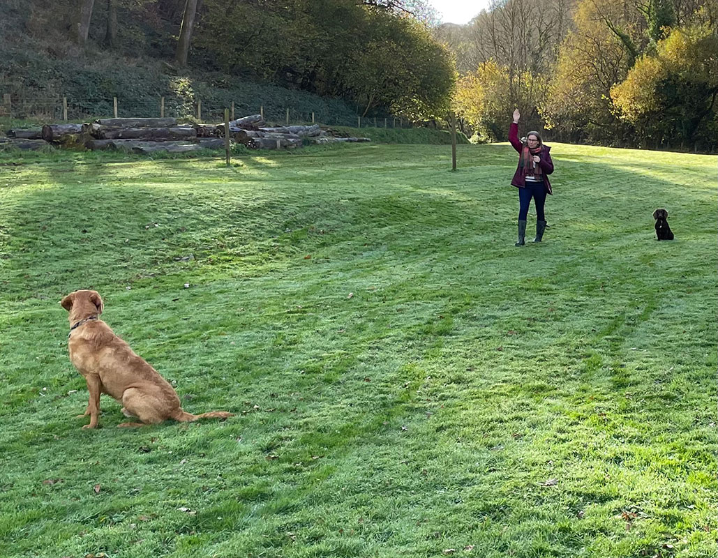 Gun Dog Training, Training 2 dogs at once