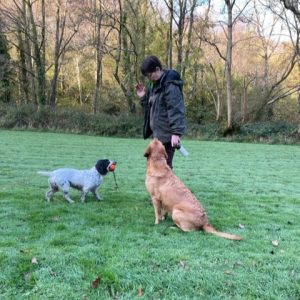 Gun Dog Training with two dogs, K9 Training,