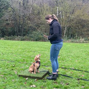 K9 Dog Training client training her puppy