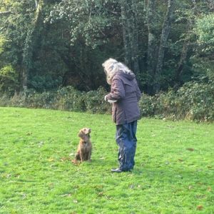 K9 Dog Training Client, Training her retriever puppy