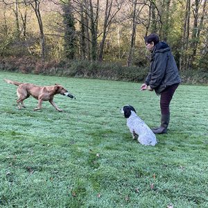 K9 Dog Training Client, Gun Dog Training with their two dogs